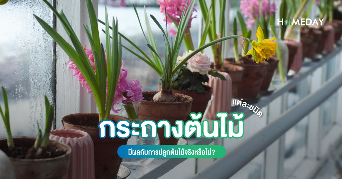 กระถางต้นไม้แต่ละชนิด มีผลกับการปลูกต้นไม้จริงหรือไม่?