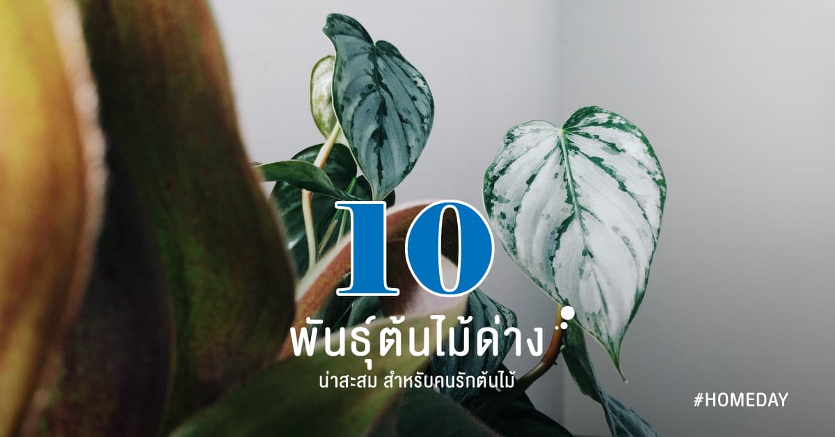 10 พันธุ์ต้นไม้ด่าง น่าสะสม สำหรับคนรักต้นไม้