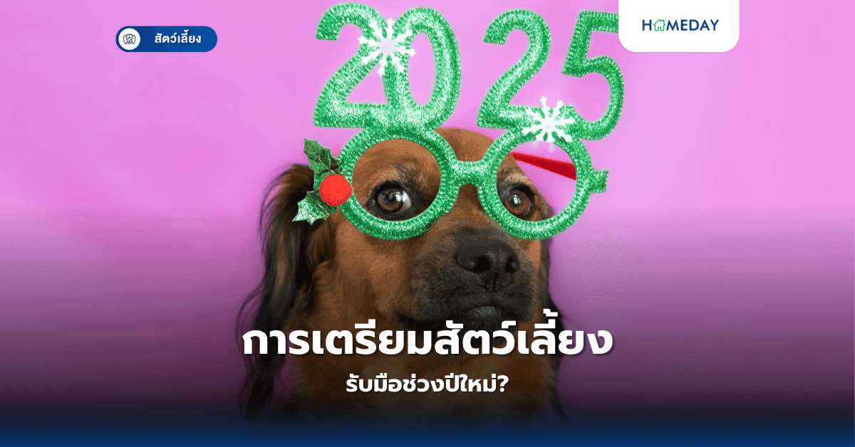 การเตรียมสัตว์เลี้ยงรับมือช่วงปีใหม่?