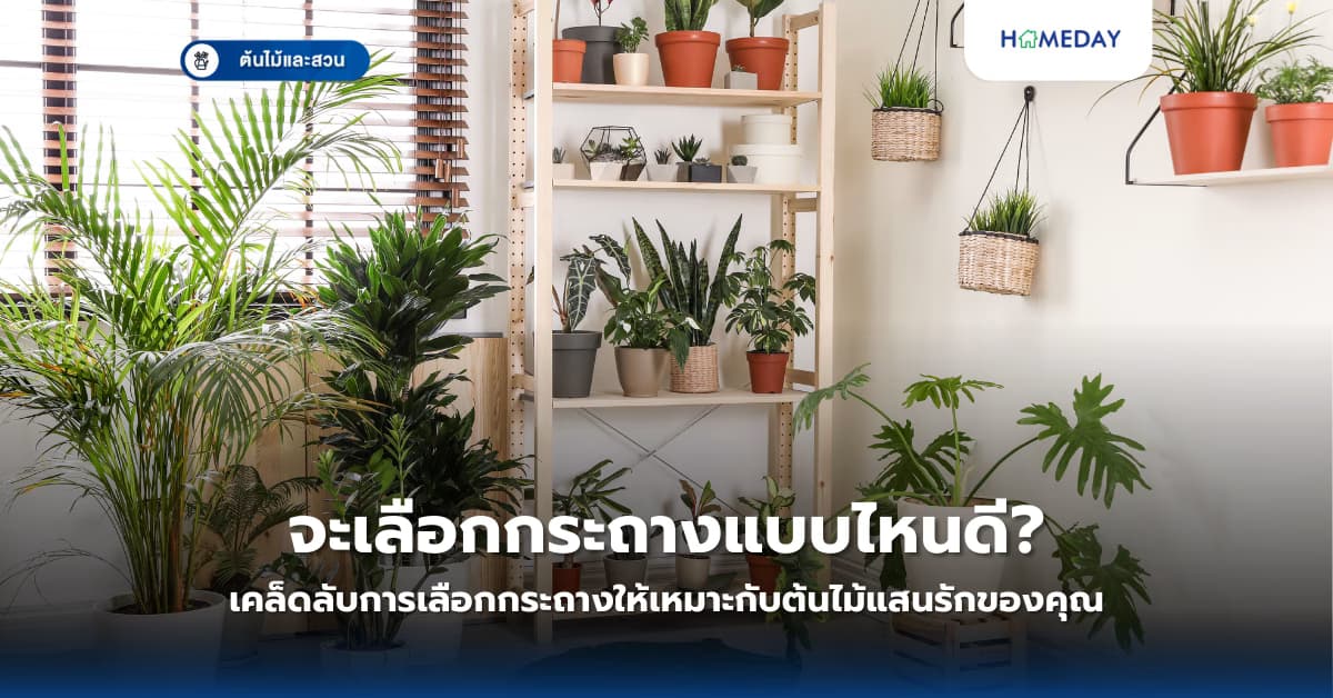 จะเลือกกระถางแบบไหนดี? เคล็ดลับการเลือกกระถางให้เหมาะกับต้นไม้แสนรักของคุณ