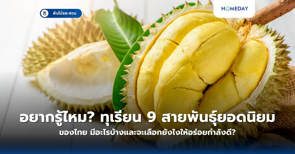 อยากรู้ไหม? ทุเรียน 9 สายพันธุ์ยอดนิยมของไทย มีอะไรบ้างและจะเลือกยังไงให้อร่อยกำลังดี?