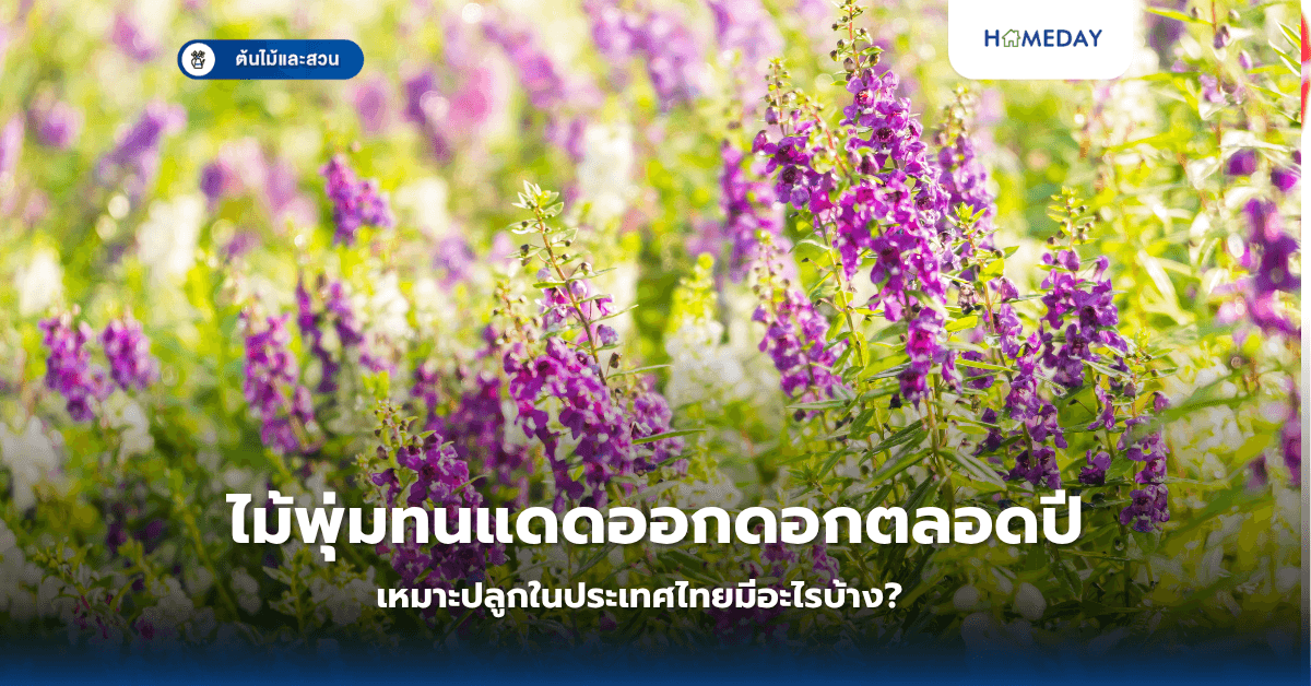 ไม้พุ่มทนแดดออกดอกตลอดปีเหมาะปลูกในประเทศไทยมีอะไรบ้าง?