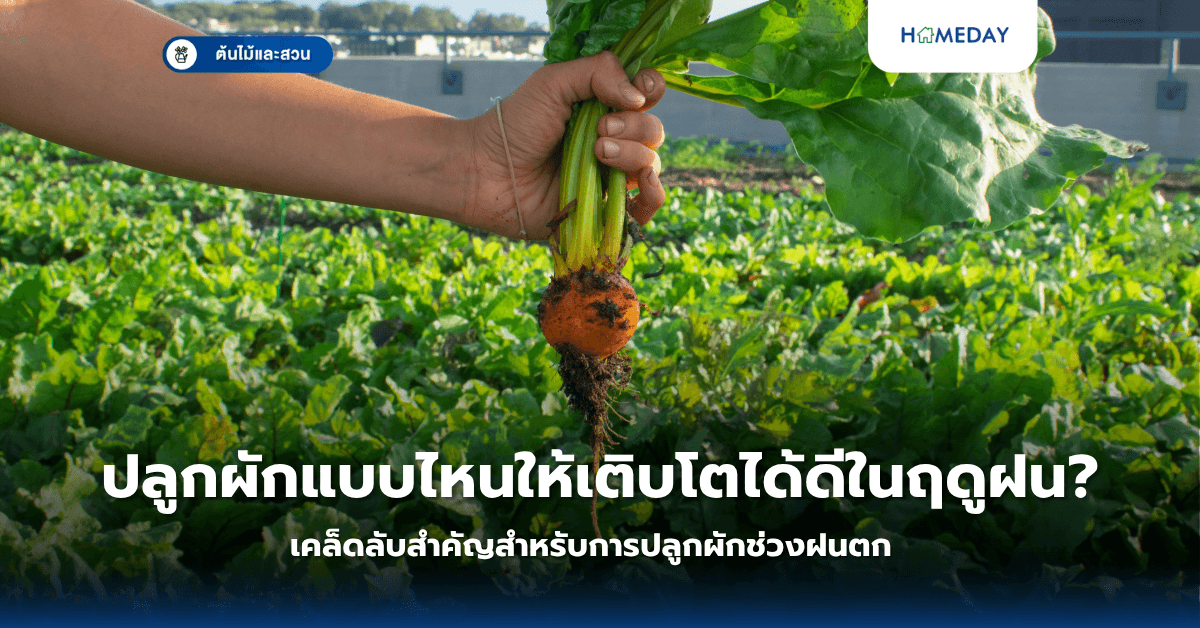 ปลูกผักแบบไหนให้เติบโตได้ดีในฤดูฝน? เคล็ดลับสำคัญสำหรับการปลูกผักช่วงฝนตก