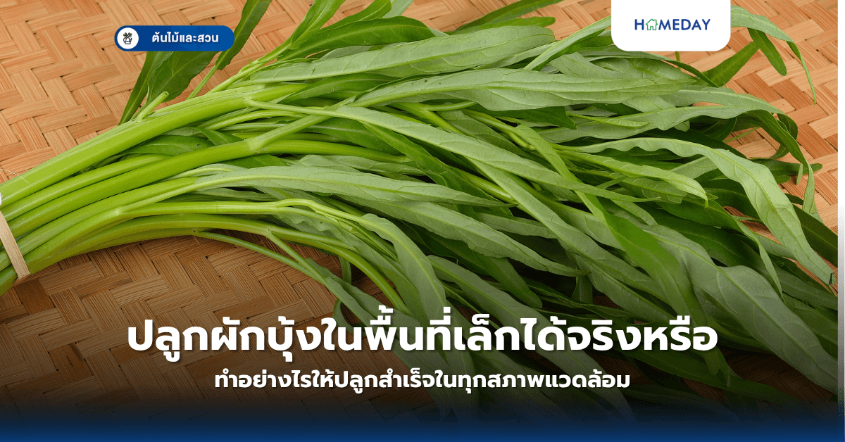 ปลูกผักบุ้งในพื้นที่เล็กได้จริงหรือ ทำอย่างไรให้ปลูกสำเร็จในทุกสภาพแวดล้อม