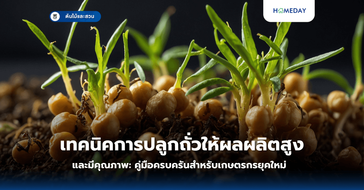 เทคนิคการปลูกถั่วให้ผลผลิตสูงและมีคุณภาพ: คู่มือครบครันสำหรับเกษตรกรยุคใหม่